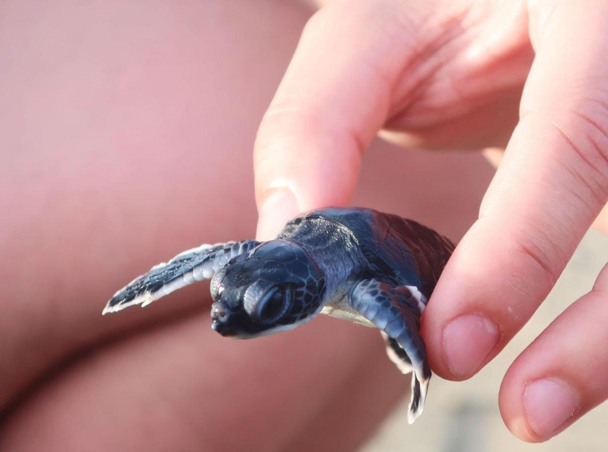 Adventure Turtle Homestay Meru Betiri Sarungan Εξωτερικό φωτογραφία