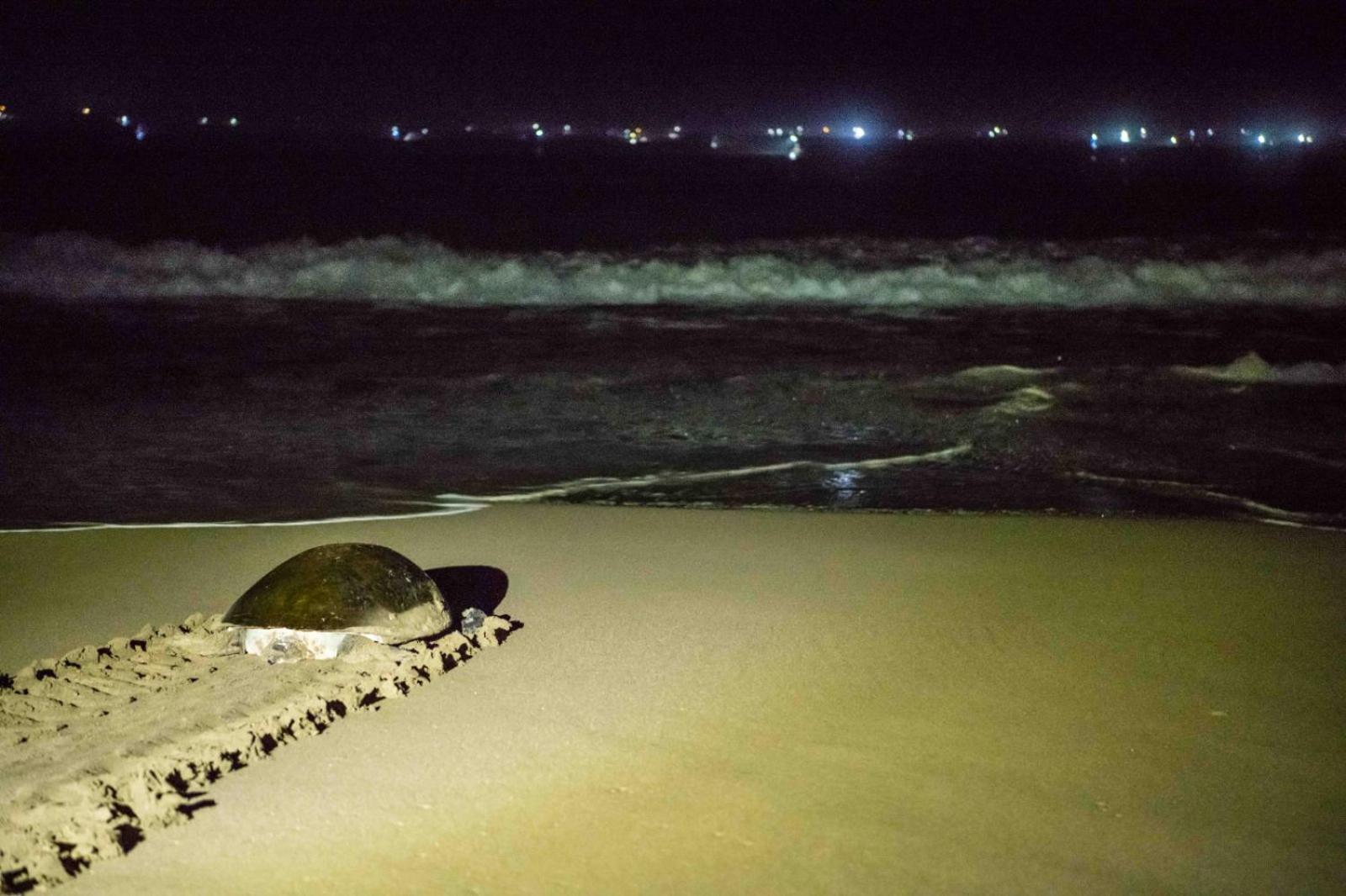 Adventure Turtle Homestay Meru Betiri Sarungan Εξωτερικό φωτογραφία